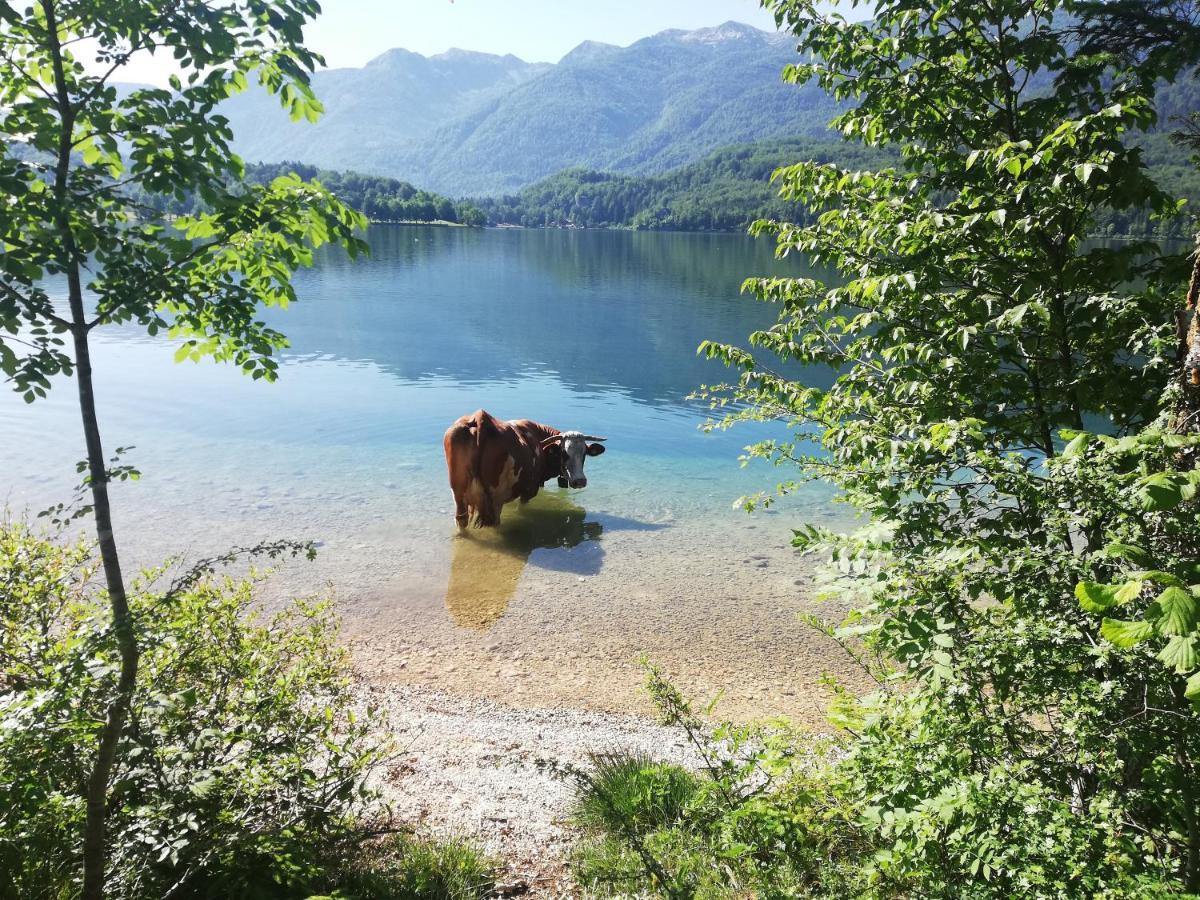 Apartment Mlakar Bohinj Eksteriør billede
